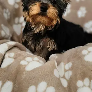 Yorkshire terrier, Larnaca — Pyla