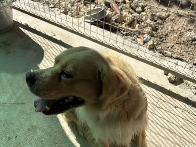 Free labrator dog, Paphos — Mesa Chorio