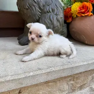 Chihuahua toy long hair male, Επαρχία Λεμεσού — Λεμεσός - Ζακάκι