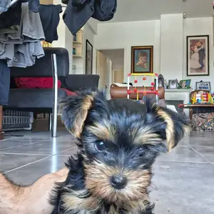 Yorkshire terrier mini female, Επαρχία Λεμεσού — Άγιος Ιωάννης Λεμεσού