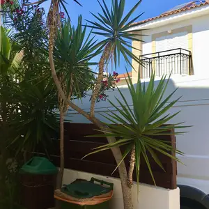Yucca in a pot, Επαρχία Αμμοχώστου — Πρωταράς