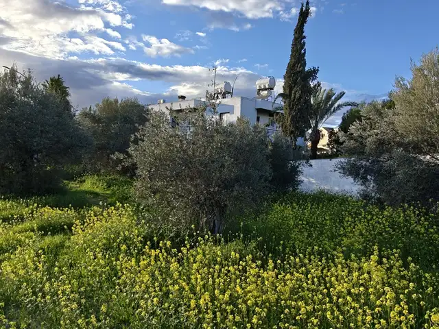 Ελιές αιωνόβιες κυπριακές | cypriot century-old olive trees, Nicosia — Dali