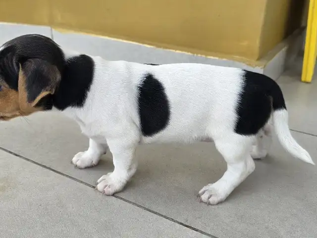 Jack russell, Επαρχία Λευκωσίας — Δάλι