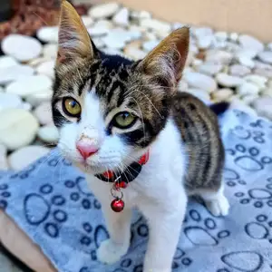 4 month kitten looking for a new home, Επαρχία Λεμεσού — Κάτω Πολεμίδια