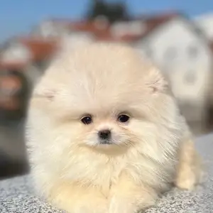 Pomeranian puppy, Επαρχία Λεμεσού — Λεμεσός - Άγιος Αντώνιος