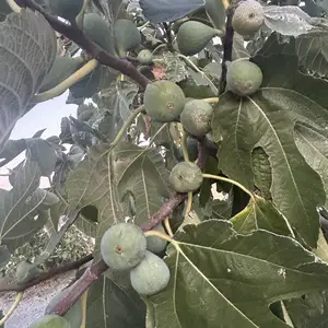 Mature fruit-bearing fig tree, Larnaca — Kivisili