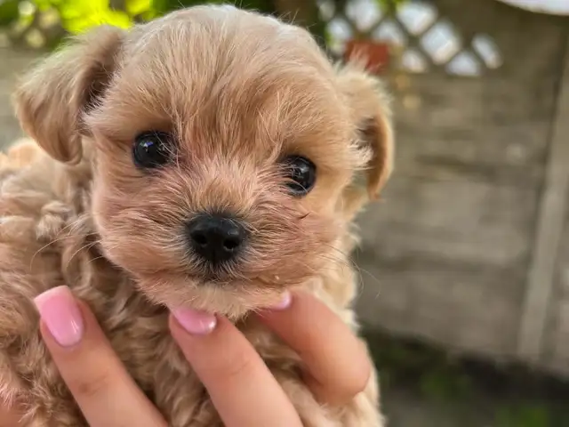 Micro maltipoo puppies f1, Επαρχία Λάρνακας — Ορόκλινη