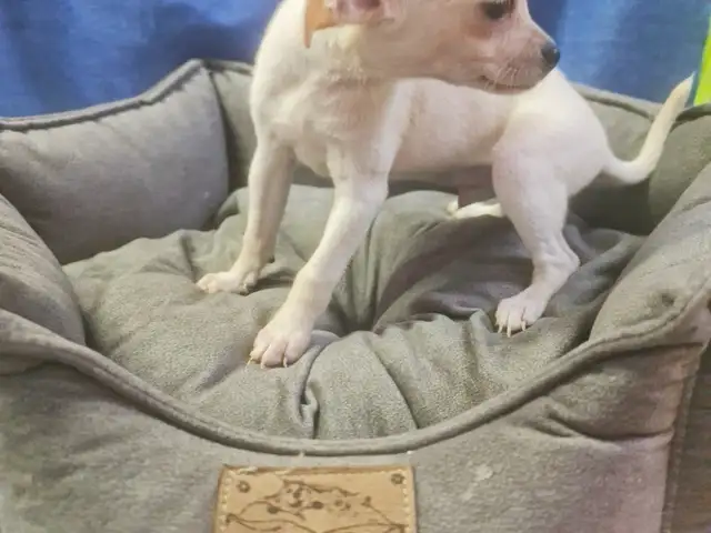 Chihuahua male, Famagusta — Agia Napa
