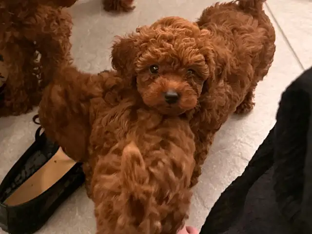 Small toy poodle puppies boy and girl, Paphos — Tombs Of the Kings