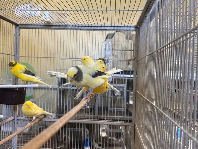 Yorkshire canaries, Nicosia — Egkomi - Makedonitissa