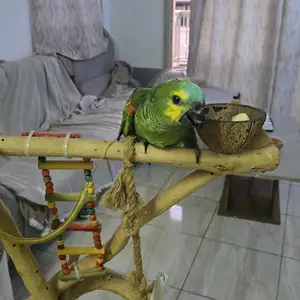 Blue-fronted amazon, Limassol — Agios Athanasios