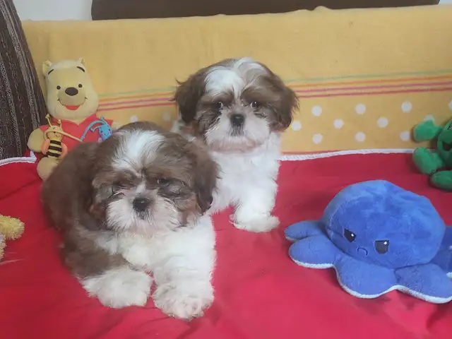 Shih tzu puppies, Επαρχία Λάρνακας — Λάρνακα - Σκάλα