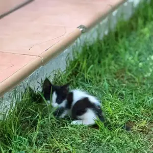 2 γατάκια 2 μηνών | 2 kittens 2 months old, Larnaca — Larnaka - Kamares