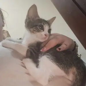 3 γατάκια 2 μηνών χαρίζονται | 3 kittens 2 months old up for adoption, Larnaca — Larnaka - Kamares