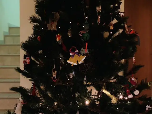 Cristmas tree 2,40 hight, Επαρχία Πάφου — Πάφος - Άγιος Πάυλος