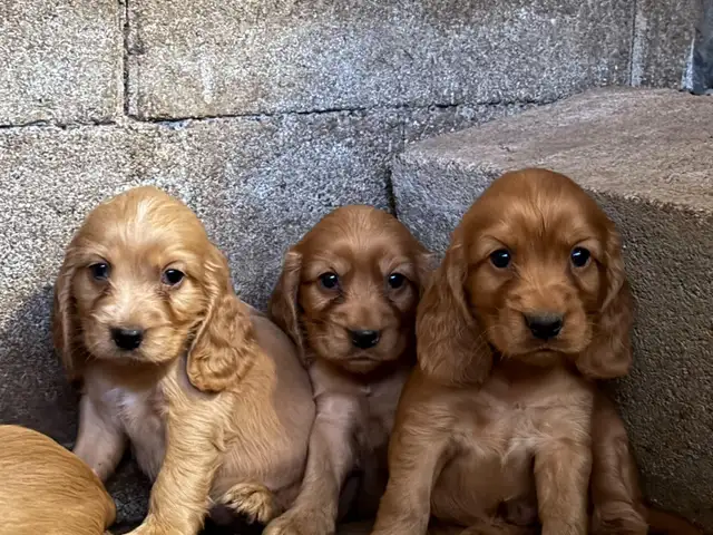 Cocker spaniel αρσενικά, Επαρχία Λάρνακας — Κόρνος