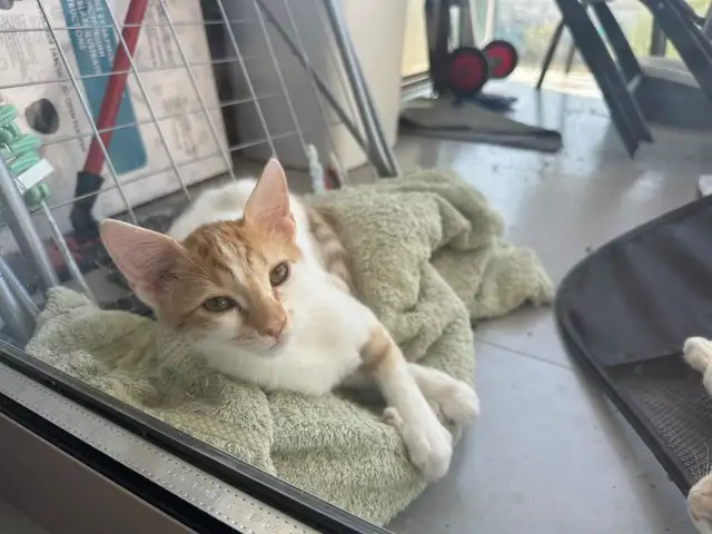 2 kitten brothers 5 months old for adoption, Επαρχία Λευκωσίας — 'Έγκωμη