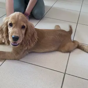 Cocker spaniel female, Επαρχία Λευκωσίας — Δάλι