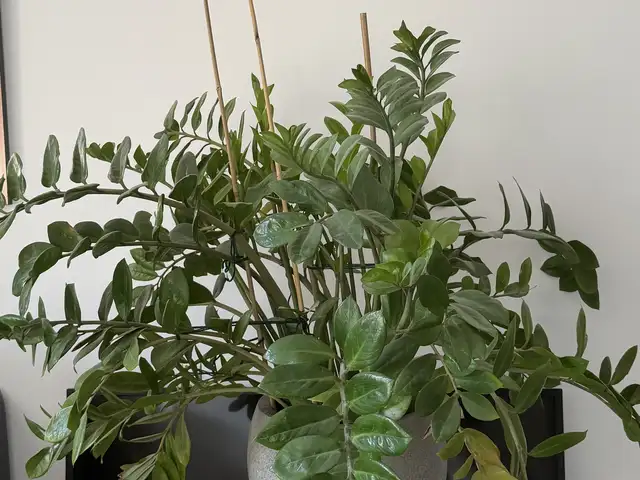 Zamioculcas, Επαρχία Λεμεσού — Αγία Παρασκεύη