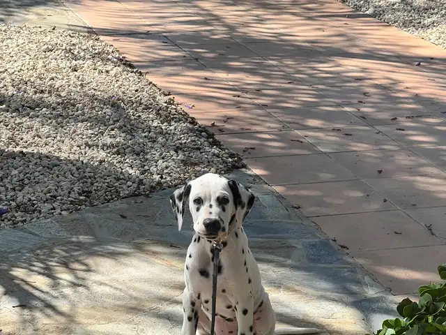 Dalmatias boy, Nicosia — Akaki