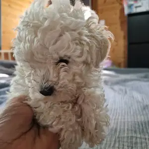 Toy poodle x-small with pedigree, Επαρχία Λάρνακας — Μοσφιλωτή