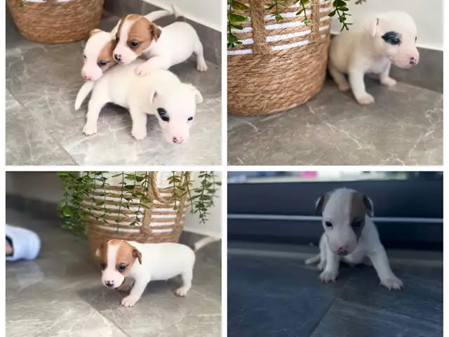 Καθαροαιμα σκυλακια jack russell terrier, Επαρχία Λάρνακας — Λιβάδια Λάρνακας