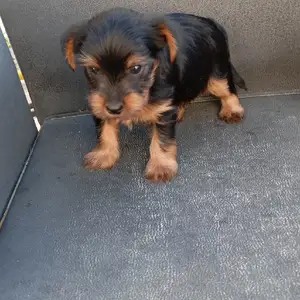 Yorkshire terrier mini girl, Nicosia — Geri