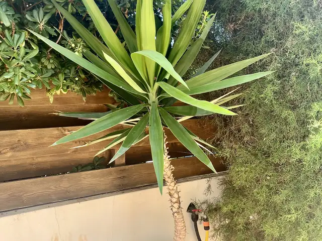 Yucca in a pot, Επαρχία Αμμοχώστου — Πρωταράς