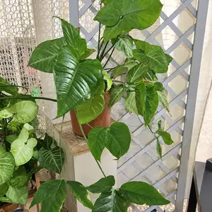 Syngonium plant - σιγκόνιουμ, Larnaca — Larnaka - Kamares