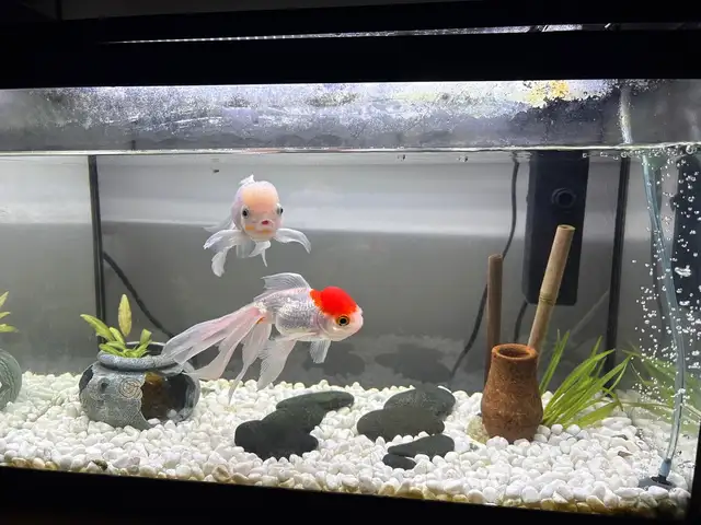 Fish+aquarium+accessories, Επαρχία Λάρνακας — Λιβάδια Λάρνακας