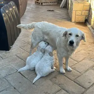 Golden retriever, Larnaca — Larnaka - Sotiros