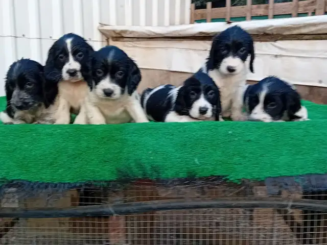English springer spaniel, Επαρχία Λάρνακας — Μοσφιλωτή