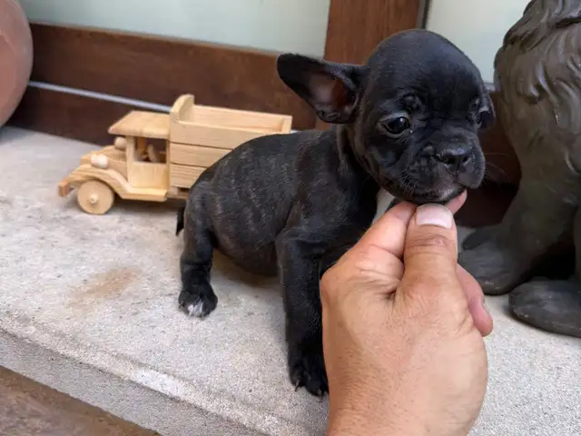 French bulldog male female, Limassol — Limassol - Zakaki