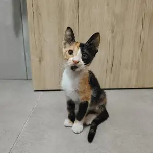 Healthy kitten girl - free delivery, Επαρχία Λεμεσού — Λεμεσός - Αγία Τριάδα