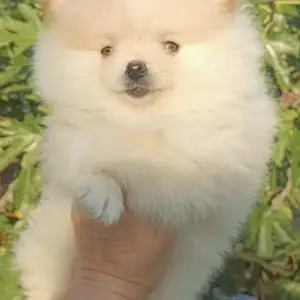 Pomeranian spitz with pedigree, Επαρχία Λεμεσού — Άγιος Τύχων