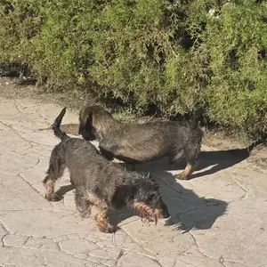 Dachshund wire hair female and male, Επαρχία Λευκωσίας — Δάλι