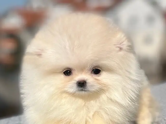 Pomeranian puppy, Limassol — Limassol - Agios Antonios