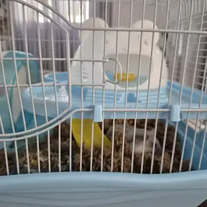 Hamster with cage, Επαρχία Λεμεσού — Ποταμός Γερμασόγειας
