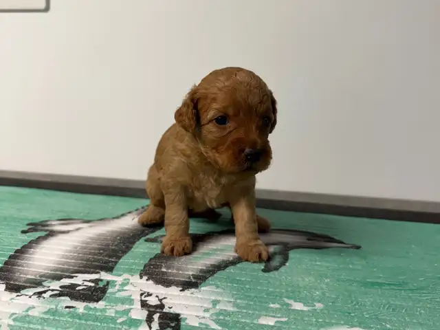 Toy/miniature poodle, Limassol — Agios Athanasios