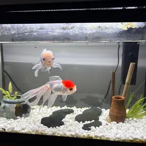 Fish+aquarium+accessories, Επαρχία Λάρνακας — Λιβάδια Λάρνακας