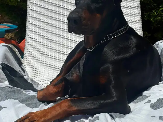 3year doberman, Paphos — Marathounta