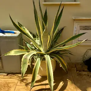 Beautiful agave in a ceramic pot, Επαρχία Αμμοχώστου — Πρωταράς
