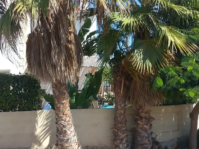 Large palm trees, Επαρχία Αμμοχώστου — Αγία Νάπα