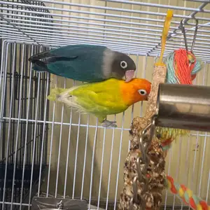 Lovebird ημερα, Επαρχία Λευκωσίας — Έγκωμη - Μακεδονίτισσα