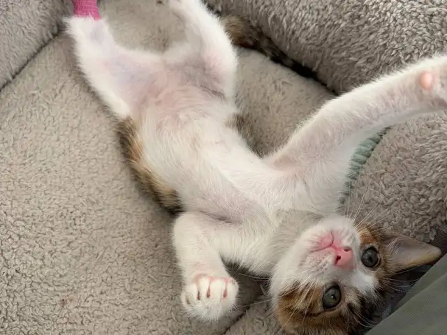 Sweet rescued kitten looking for a family, Επαρχία Λεμεσού — Λεμεσός - Νεάπολη