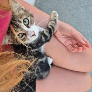 2 boys are looking for a home, Επαρχία Λεμεσού — Σούνι