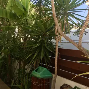 Yucca in a pot, Επαρχία Αμμοχώστου — Πρωταράς