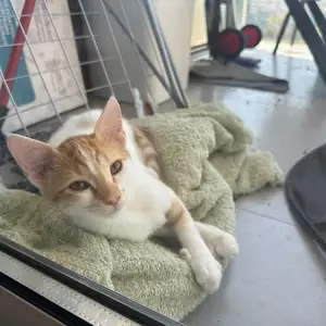 2 kitten brothers 5 months old for adoption, Nicosia — Egkomi
