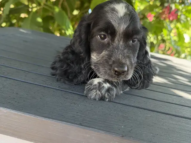 Spoker spaniel arseniko, Famagusta — Paralimni