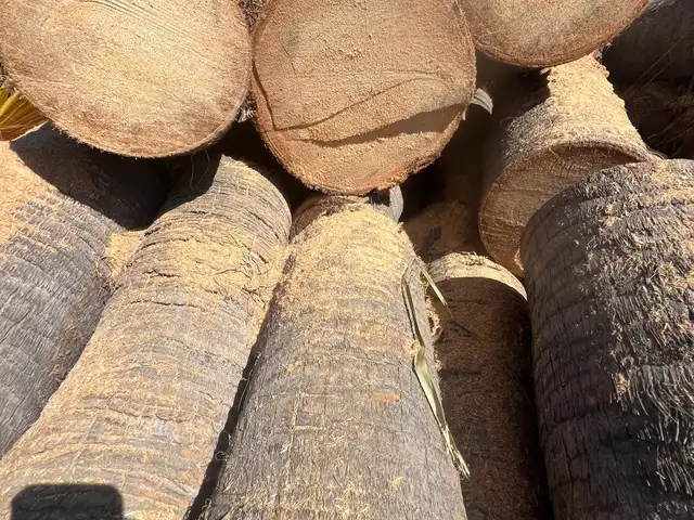 Washingtonia robusta palm tree trunk logs, Επαρχία Πάφου — Χλώρακας
